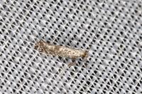 Parornix atripalpella