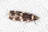 Oegoconia