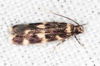 Oegoconia