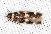 Oegoconia