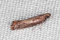 Acrolepiopsis vesperella