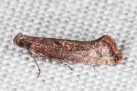 Acrolepiopsis vesperella
