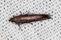 Acrolepiopsis vesperella