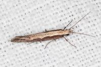Plutella xylostella