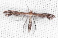 Stangeia siceliota
