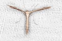 Stenoptilia