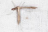 Stenoptilia