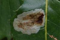 Phyllonorycter belotella