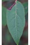 Phyllonorycter lantanella