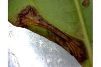 Phyllonorycter lantanella