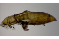 Phyllonorycter lantanella