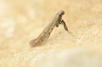 Aspilapteryx tringipennella
