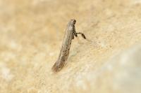 Aspilapteryx tringipennella