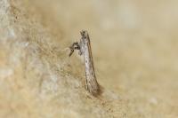 Aspilapteryx tringipennella