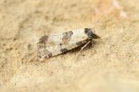 Brevicornutia pallidana