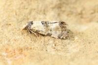 Brevicornutia pallidana