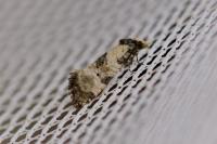 Brevicornutia pallidana