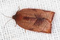 Cacoecimorpha pronubana
