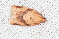 Clepsis consimilana