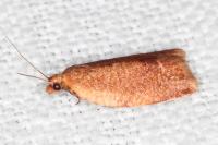 Clepsis consimilana