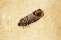 Cydia pomonella