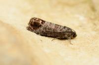 Cydia pomonella