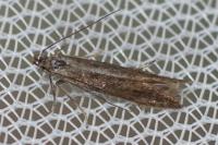 Monochroa lucidella