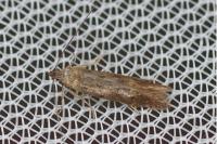 Monochroa lucidella