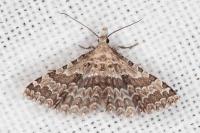 Alucita palodactyla