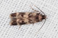 Oegoconia quadripuncta