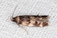 Oegoconia quadripuncta