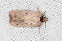 Agonopterix subpropinquella