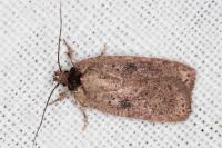 Agonopterix subpropinquella