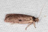 Agonopterix subpropinquella