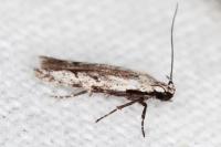 Carpatolechia decorella