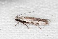 Carpatolechia decorella
