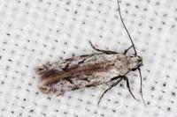 Carpatolechia decorella