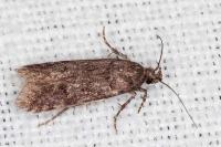 Teleiopsis diffinis