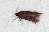 Teleiopsis diffinis