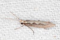 Plutella xylostella