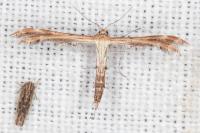 Oxyptilus