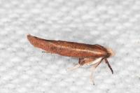 Zelleria hepariella