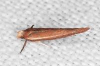 Zelleria hepariella