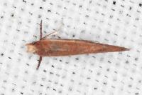 Zelleria hepariella