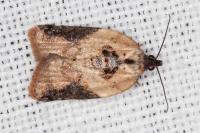 Acleris variegana