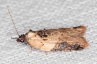 Acleris variegana