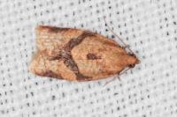 Clepsis consimilana