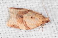 Clepsis consimilana