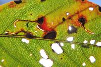 Bucculatrix frangutella
