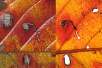 Bucculatrix frangutella